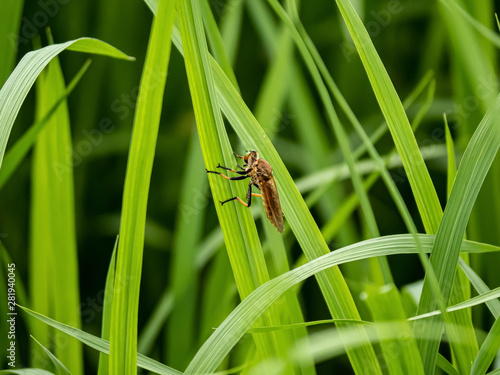 cophinopoda chinensis robber fly in a rice field 6