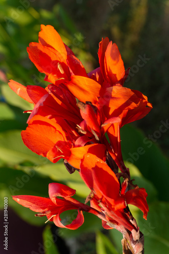 Red canna flowers close-up with blurred background