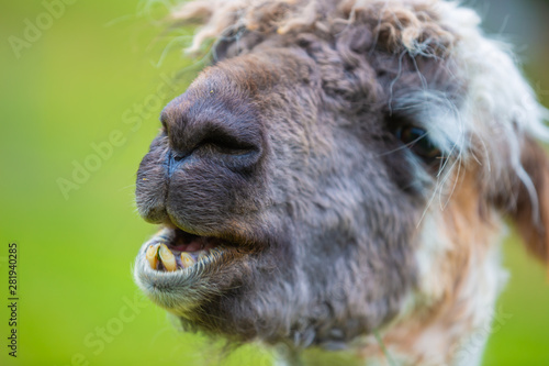 Lama mit lustigem Gesichtsausdruck  © Olgierd Kajak