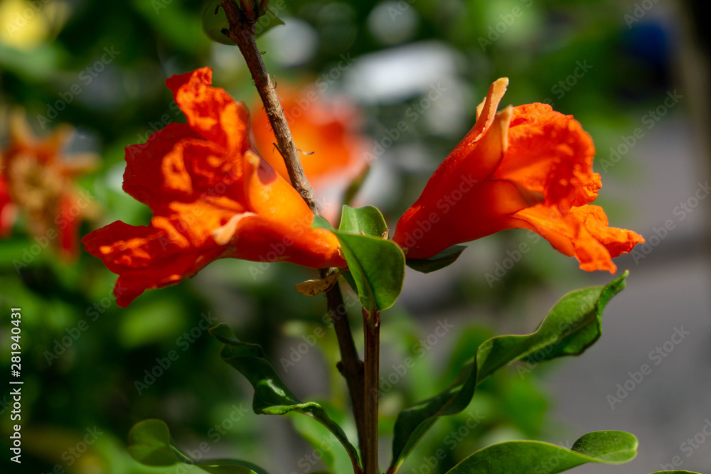 Red-orange pomegranate flowers with green leaves on a sunny day Red-orange pomegranate flowers with green leaves on a sunny day