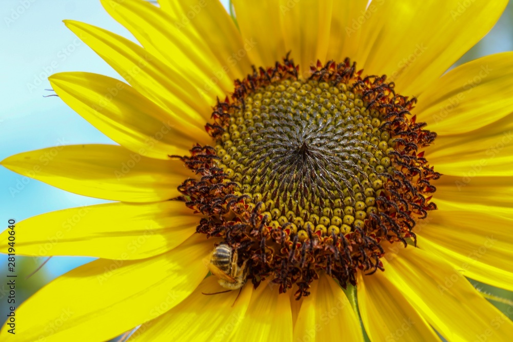 Closeup of Pretty Yellow sunflower in the garden with bokeh background Closeup of Pretty Yellow sunflower in the garden with bokeh background