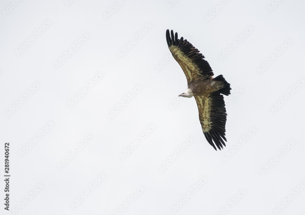 Obraz premium Big vulture bird flying against white sky. Isolated bird.