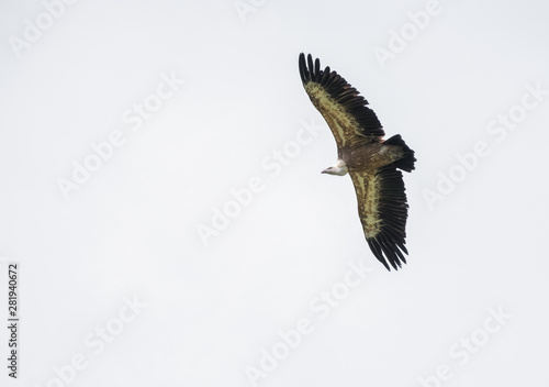Big vulture bird flying against white sky. Isolated bird.