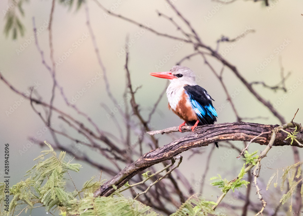 a grey-headed kingfisher a grey-headed kingfisher