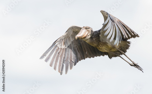a shoebill flying