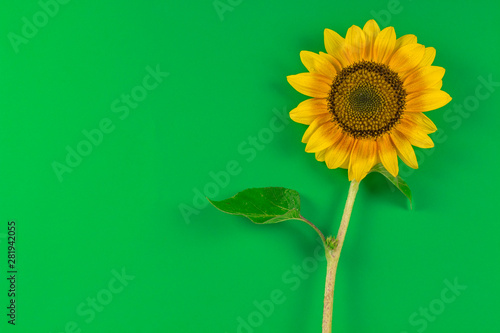 orange sunflower on a green background background, wallpaper, background