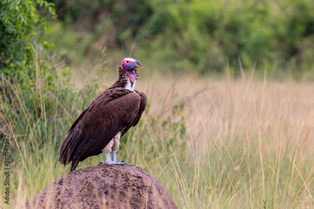 Fototapeta premium a african vulture