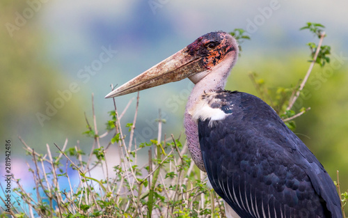 A beautiful closeup of the Marabu stork