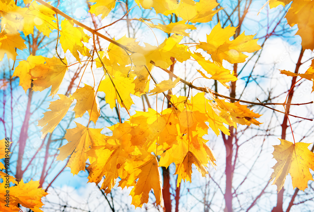 Autumn nature background with maple branches Autumn nature background with maple branches