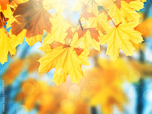 Falling autumn maple leaves on colorful blurred background with sunlight and bokeh