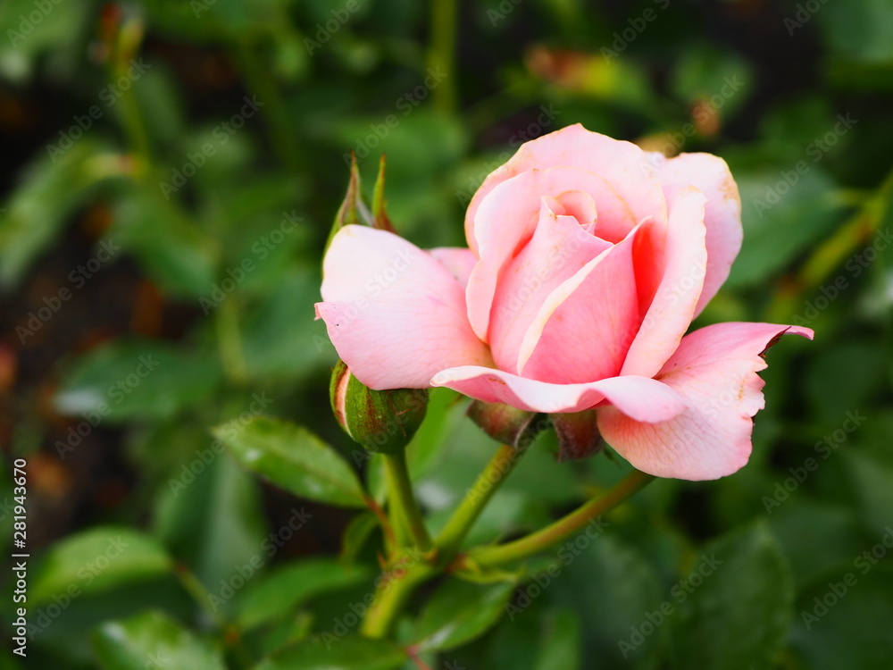 Pink rose in garden on green background, romantic rose Pink rose in garden on green background, romantic rose