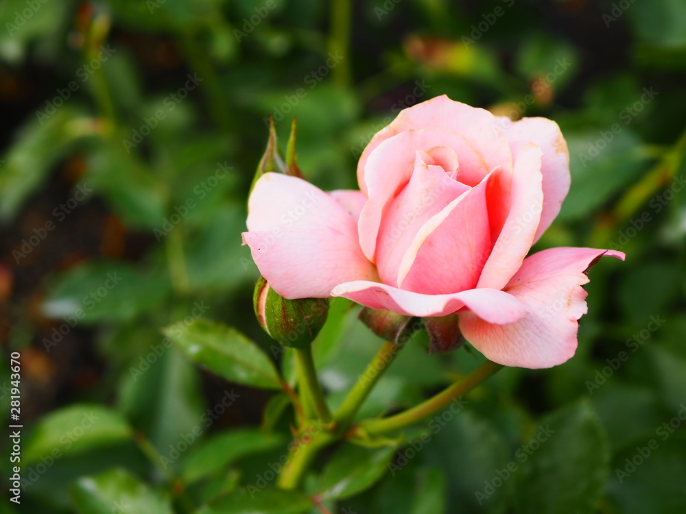 Pink rose in garden on green background, romantic rose