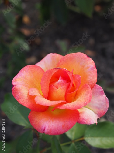 Beautiful red and yellow, special color rose in the garden