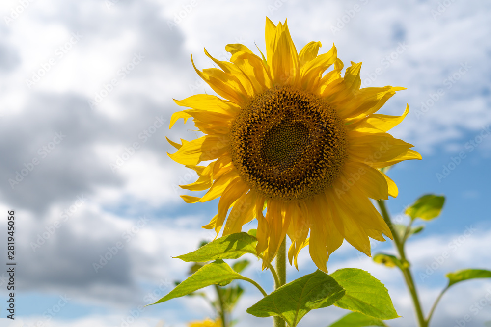 sunflower field on sky background. It's starting to rain. Gloomy sky. sunflower field on sky background. It's starting to rain. Gloomy sky.