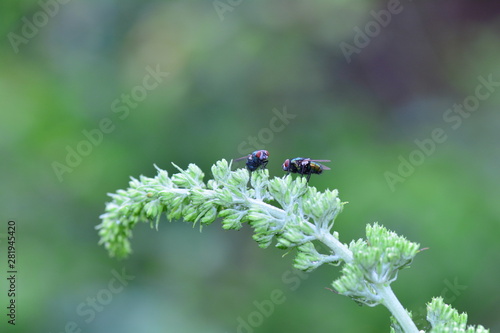 Two fly`s sits on plant in the green nature