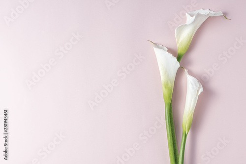 Foto White calla lilies on pink background with copy space, top view