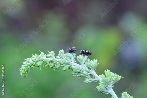 Two fly`s  sits on a  plant in the green nature © Claudia Evans 