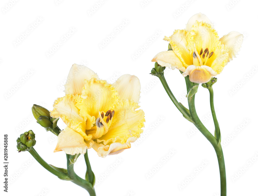Set of Daylily (Hemerocallis) yellow flowers close-up isolated on white background Set of Daylily (Hemerocallis) yellow flowers close-up isolated on white background