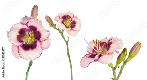 Set of Daylily (Hemerocallis) flowers close-up isolated on white background. Cultivar with pink flower with dark purple eye