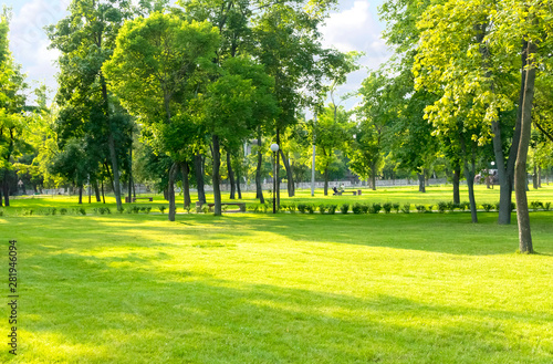 Green summer city park background with tall trees and lawn. Sunny day in a typical european park