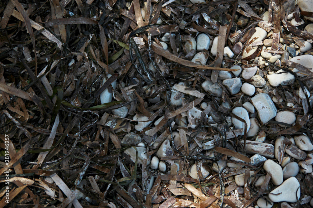 Dry seaweed and pebbles on the beach in the shade Dry seaweed and pebbles on the beach in the shade