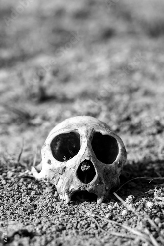 Wall Mural The monkey skull in Agra