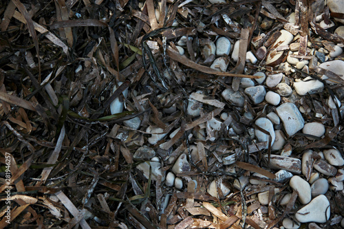 Dry seaweed and pebbles on the beach in the shade