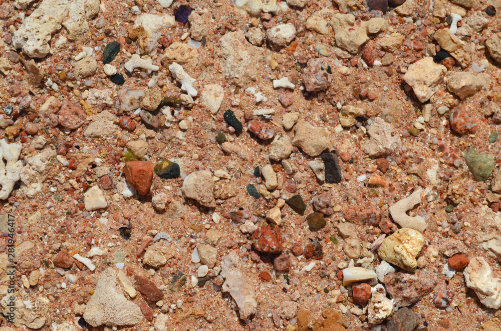 The background is formed by sea shells and pebbles The background is formed by sea shells and pebbles