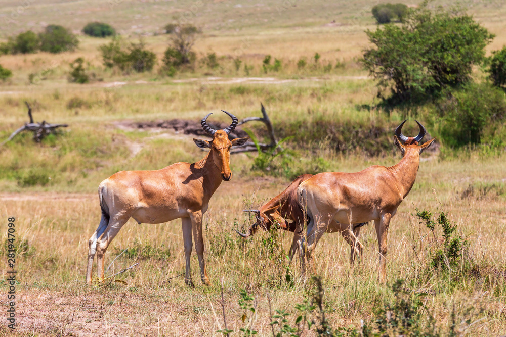 Hartebeest on the savannah looking to the camera Hartebeest on the savannah looking to the camera
