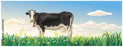 Rural summer landscape with cow. Cow in a rural meadow among flowering grasses.