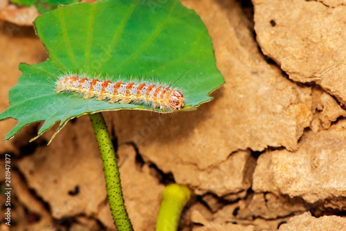 Hariry caterpillar,feeding on a bramble leaf. photo