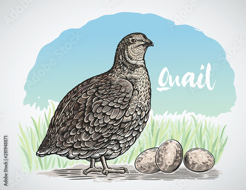 Graphical quail in engraving style and quail eggs.