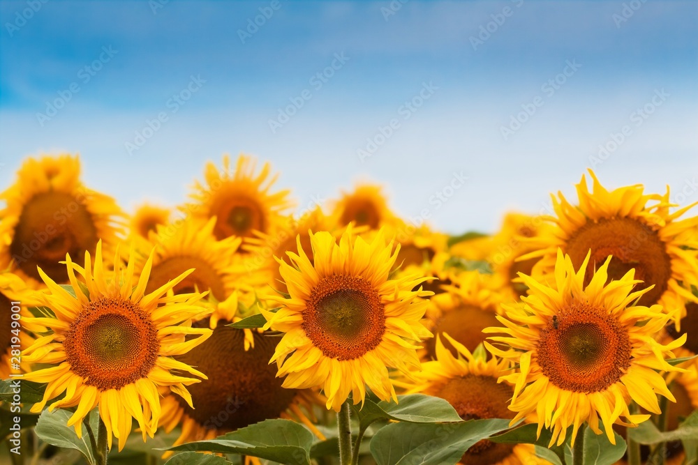Fototapeta premium sunflower blossom against deep blue clear summer sky, peaceful and quiet harvest time, farming field texture surface image