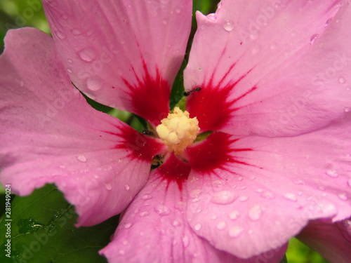 Pink blossom in the rain