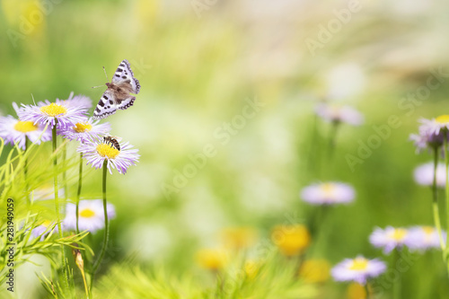 Wild field flowers with butterfly in a meadow in nature with rays of sunlight at summer or spring time. Macro of flower and butterfly background. Soft focus, wide panoramic banner © uv_group