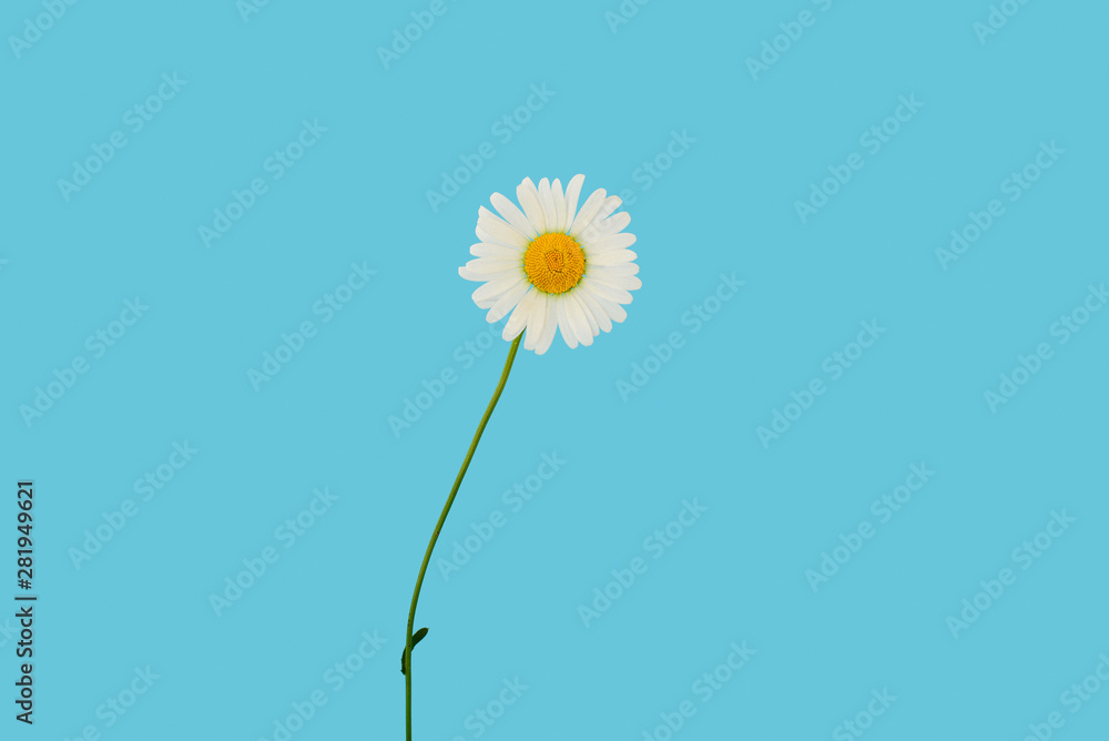 White beautiful chamomile on a blue background. Spring or summer background with copy space for text. Minimal concept, copy space.