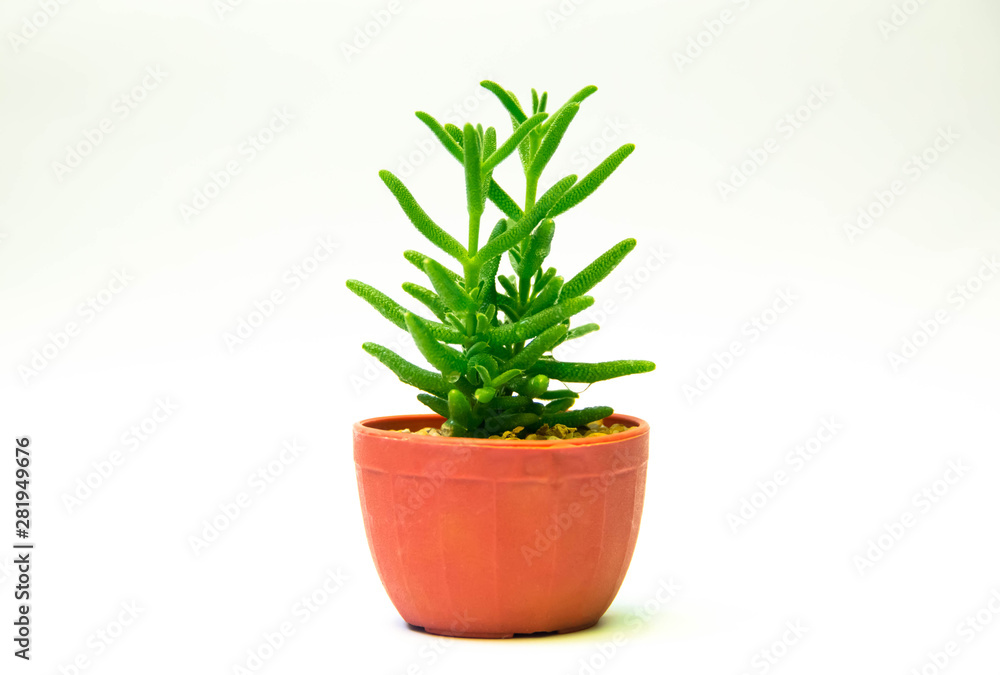 Cactus in pot of white background Cactus in pot of white background