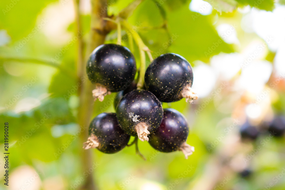 Bunches of berries. Black currant on the bush. Bunches of berries. Black currant on the bush.