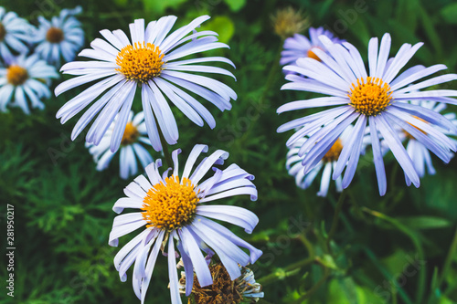 Blue daisies. Decorative flowers in the flowerbed.