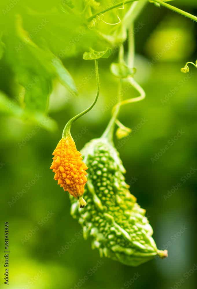 Close up of small orange ripe and big green unripe Momordica (Indian cucumber) -Momordica charantia Close up of small orange ripe and big green unripe Momordica (Indian cucumber) -Momordica charantia