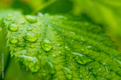 green background. Close up of water drops on green leave/ selective focus.