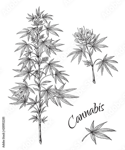 Fototapeta Naklejka Na Ścianę i Meble -  Hand drawn cannabis. Linear sketch of marijuana branch leaves and cones. Vector artwork hemp plant black contour isolated on white background