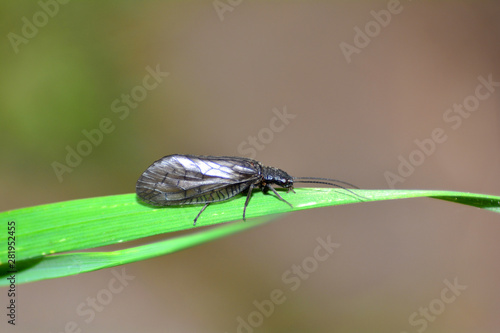 Mud fly - Common water fly ( Sialis lutaria ) on blade of grass