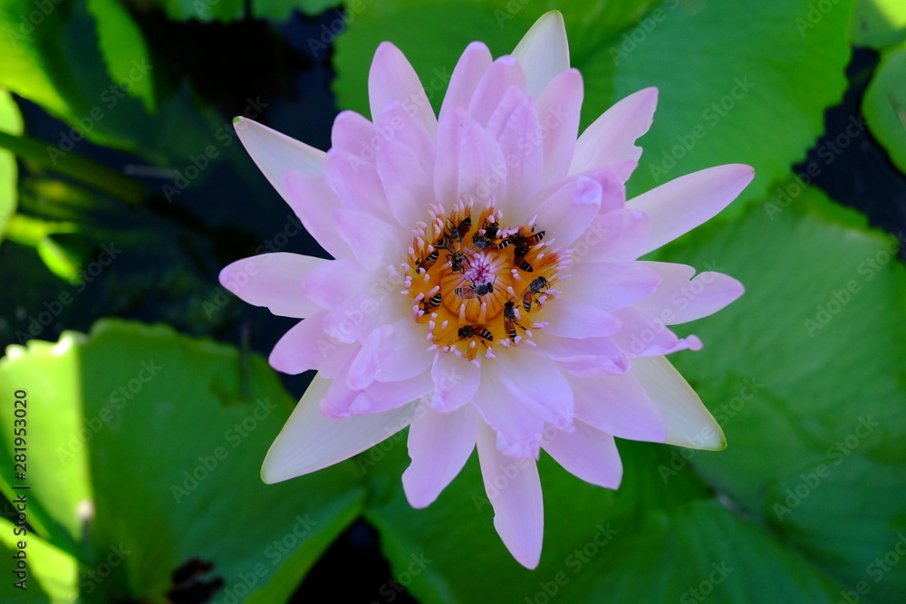 Beautiful old rose pink lotus or water lily flower in pond Beautiful old rose pink lotus or water lily flower in pond