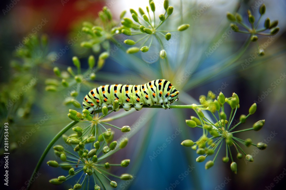 caterpillar of a swallowtail Papilio machaon on fresh green fragrant dill Anethum graveolens in the garden. Garden plant. Caterpillar feeding on dill. butterfly known as the common yellow swallowtail.
