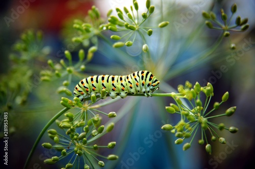 caterpillar of a swallowtail Papilio machaon on fresh green fragrant dill Anethum graveolens in the garden. Garden plant. Caterpillar feeding on dill. butterfly known as the common yellow swallowtail. © ImageSine