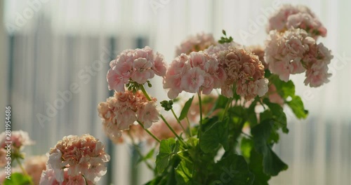 Timelapse of Geramium pink flower with 
indoor shadows and light. Romantic Flowers indoor lights and shadows, white curtain background. photo