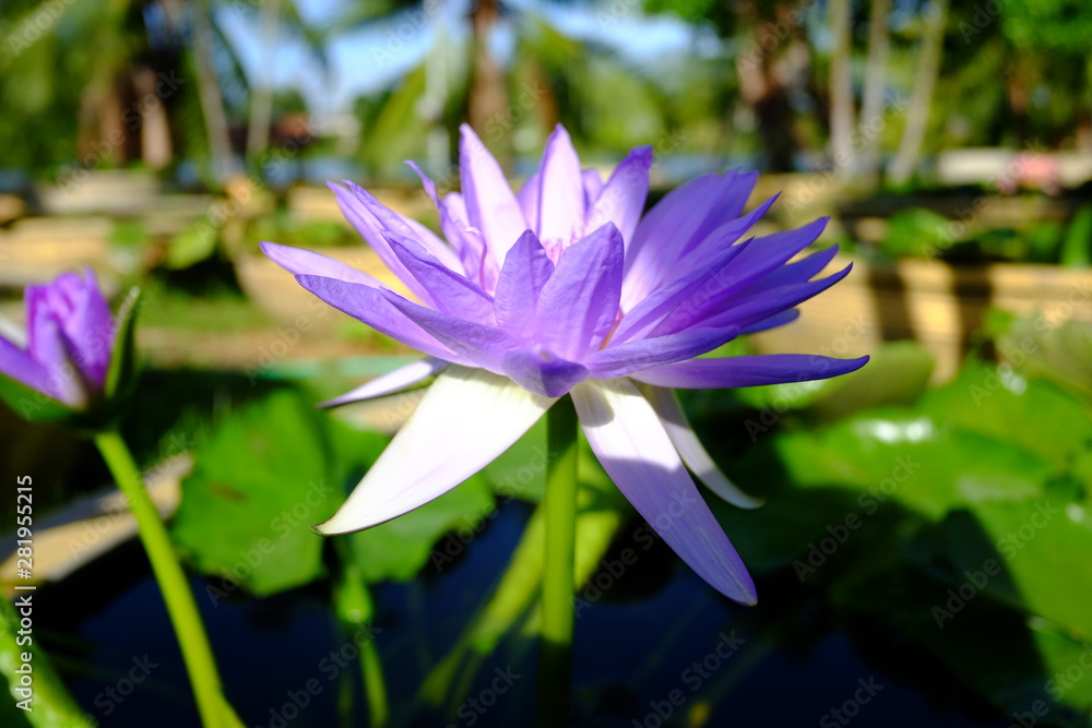 Beautiful old rose purple lotus or water lily flower in pond Beautiful old rose purple lotus or water lily flower in pond
