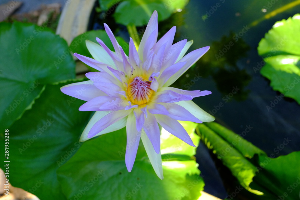 Beautiful old rose purple lotus or water lily flower in pond Beautiful old rose purple lotus or water lily flower in pond