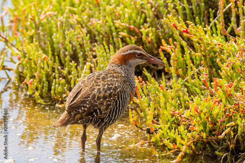 Australia, Buff-banded Rail (Gallirallus philippensis), Melbourne © Frank